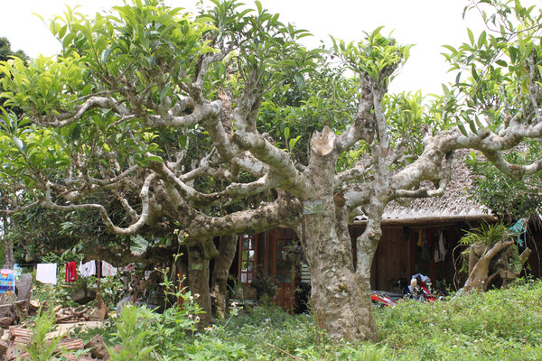 An old tea tree in Suối Giàng