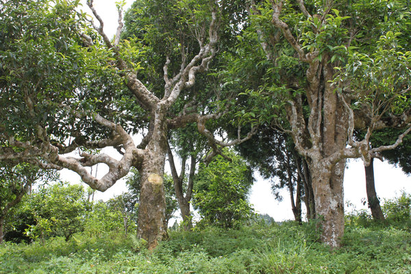 Tea trees in Suối Giàng