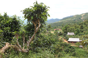 Old tea tree, village and mountain scenery