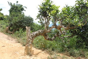 Old tea trees along the road to Giàng B village