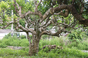 An old tea tree in Suối Giàng
