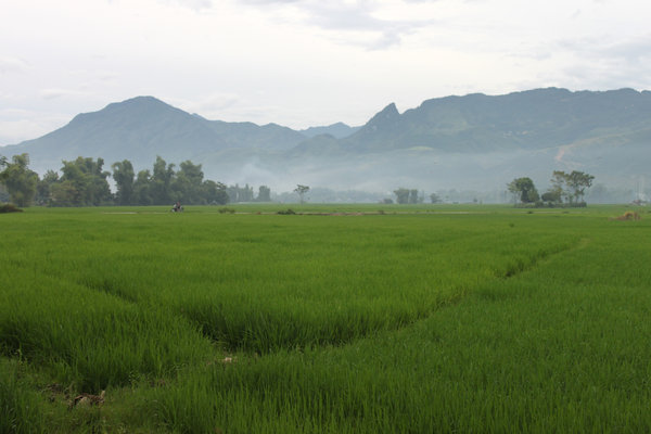Mường Lò rice field in Nghĩa Lộ town