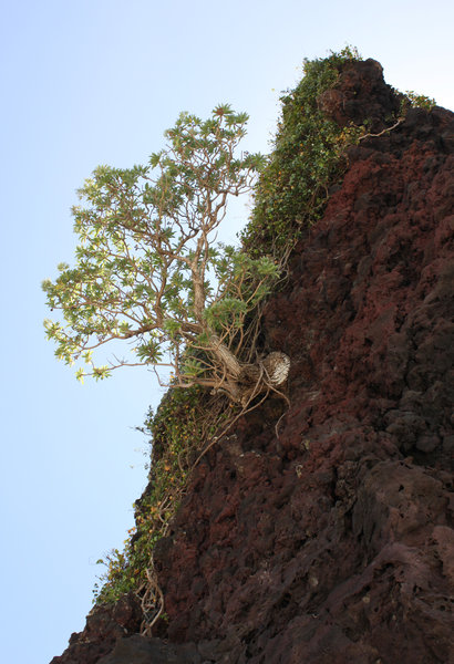 A tree on the rock