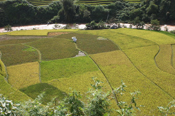 Rice fields in Mù Cang Chải