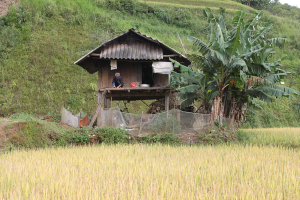 A H'mong house next to rice field