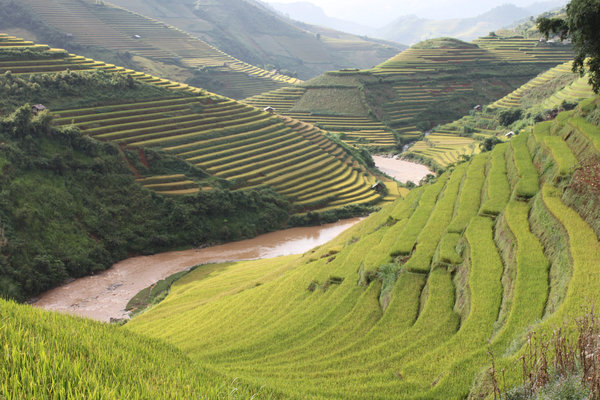 Terraced rice fields in Chế Cu Nha commune