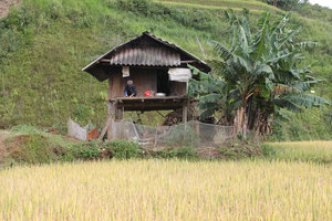 A H'mong house next to rice field