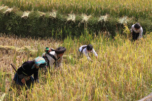 H'mong women on the rice field