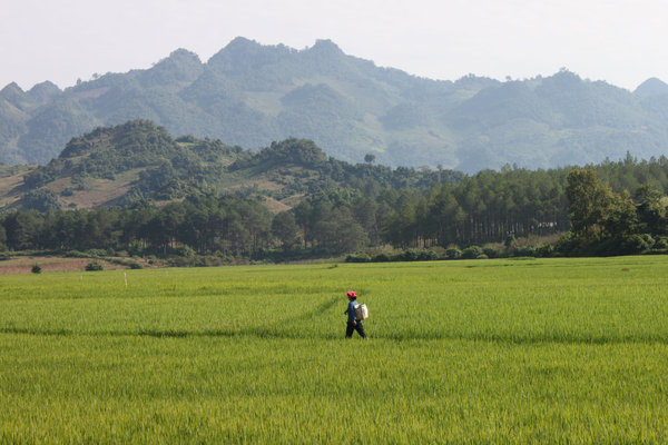 Rice field in Mộc Châu highlands, Sơn La