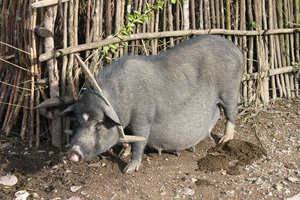 A pig in Tả Phìn village, Sìn Hồ