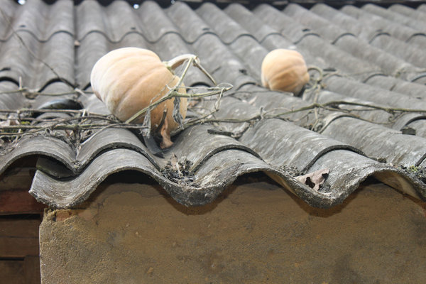 Pumpkins on the roof of a H'mong house in Simacai