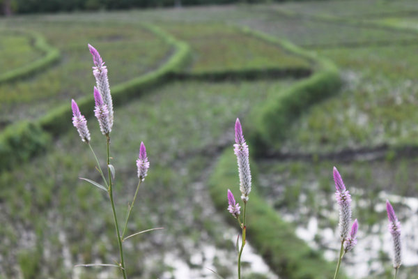 Flowers & rice fields - Pa Há