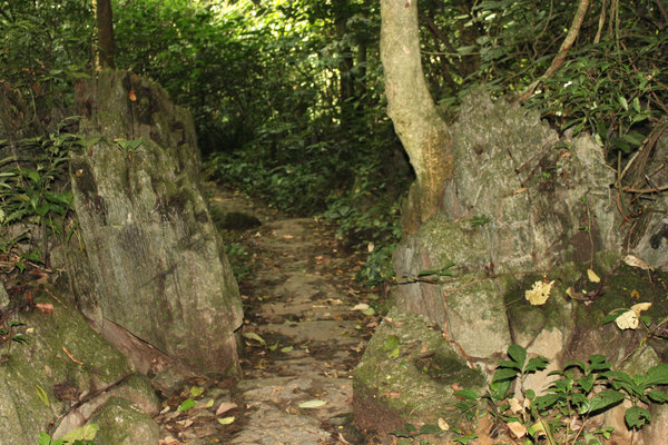 Path at Cúc Phương national park