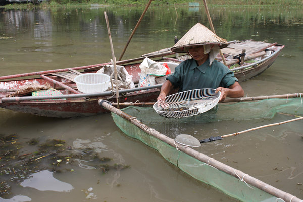 Catching baby shrimps in Tam Cốc