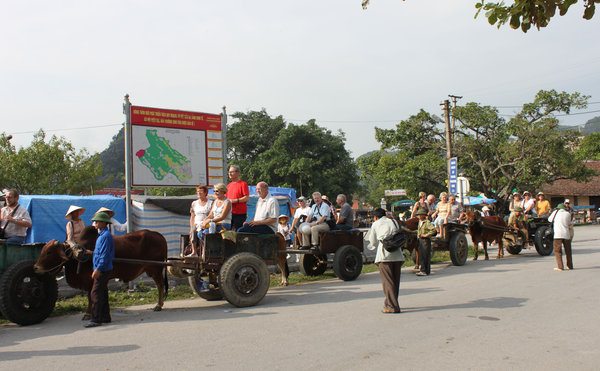 French tourists on oxen carts in Tam Cốc