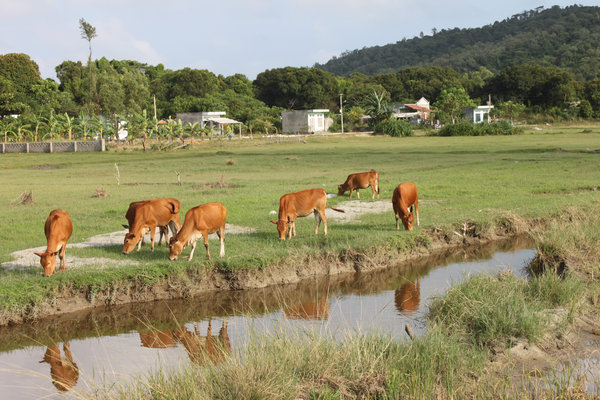 Countryside landscape on Cô Tô island