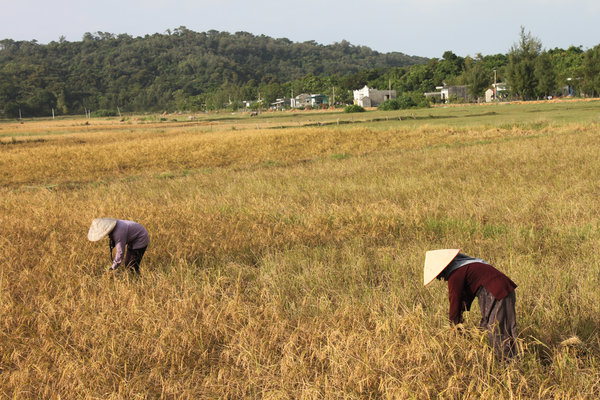 Farmers on the rice field on Cô Tô island
