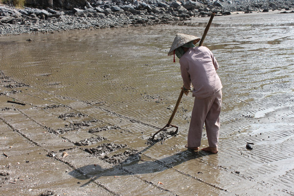 Raking sand to find oysters - Cát Bà island
