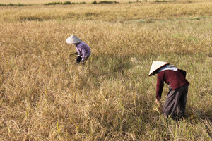 Farmers on the rice field on Cô Tô island