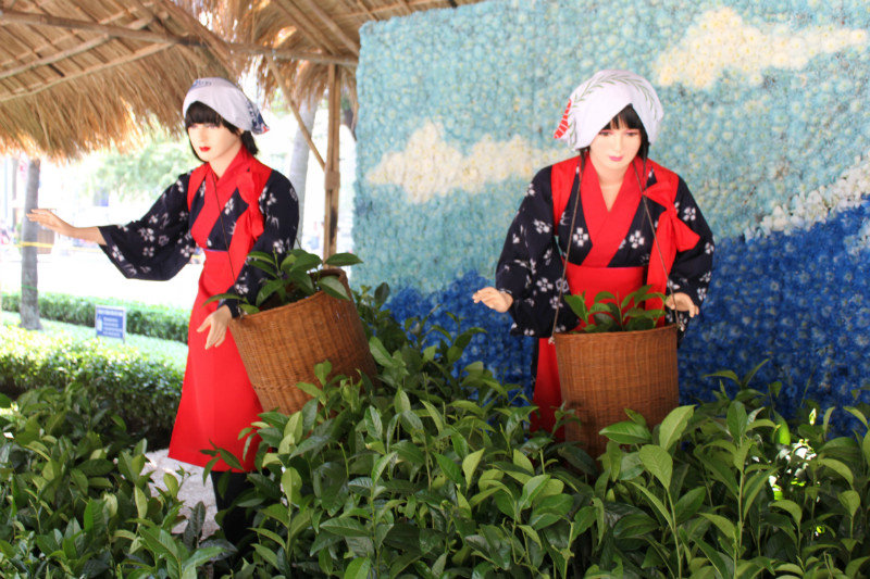 Model of girls picking tea at the flower festival