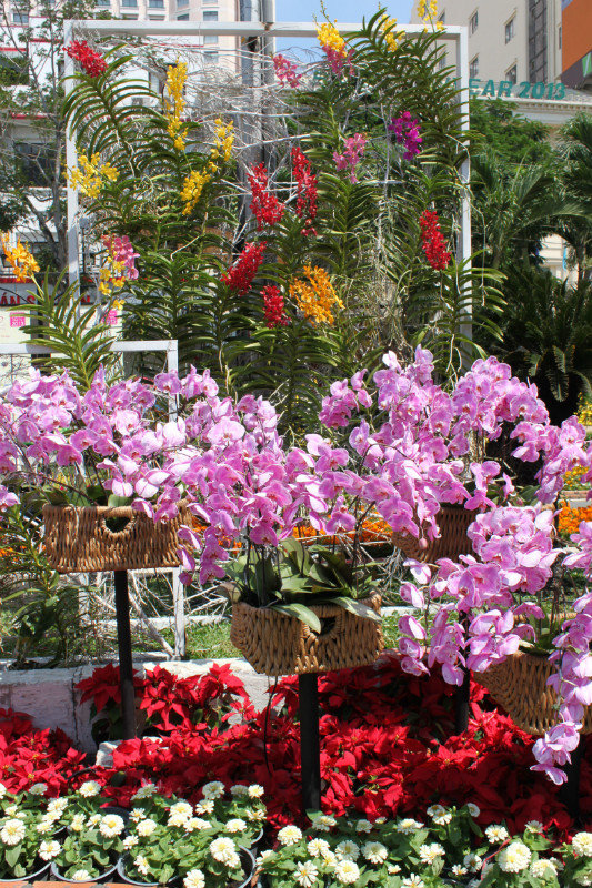 Orchid flowers at the festival