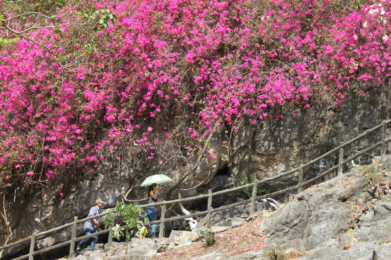 Flowers on the way to caves (Đá Dựng site)