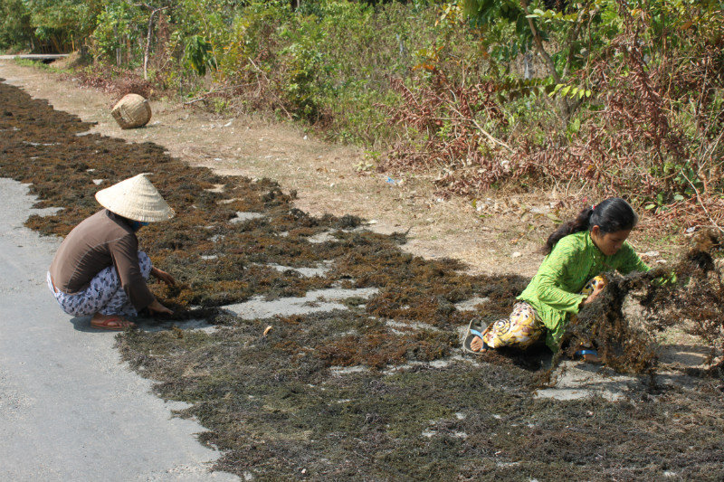 Drying seaweed on the road in Hà Tiên