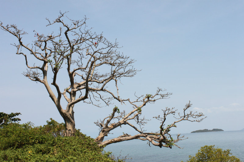A beautiful tree on Hòn Tre island