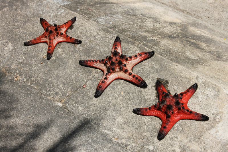 Sea stars on Hòn Tre island