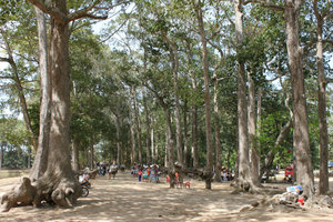 Trees around square pond Ao Vuông