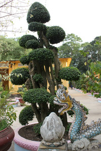 Bonsai at Chùa Hang temple of the Khmer people