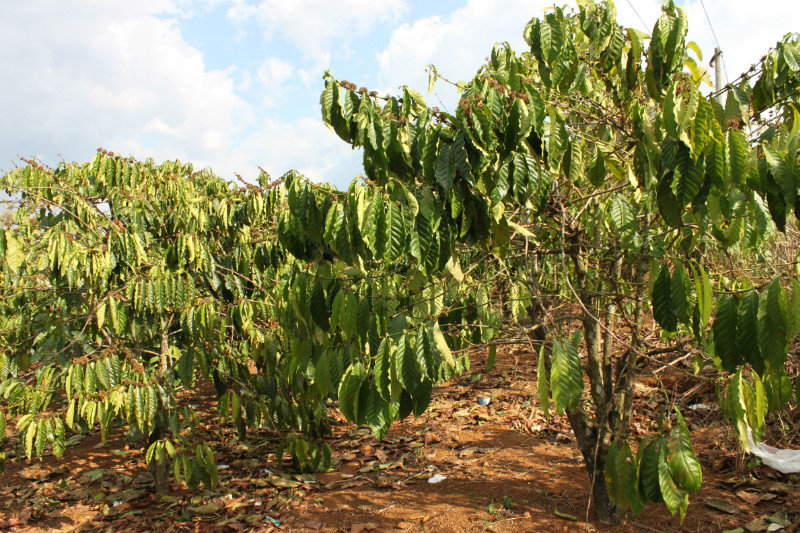 Coffee trees in Lâm Đồng province