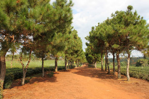 Road to Ngọc Bảo pagoda 