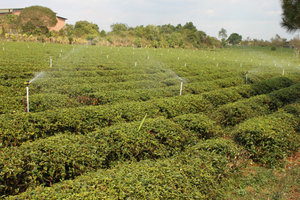 Tea trees in Lâm Đồng province