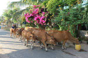 Oxen drinking water outside a house