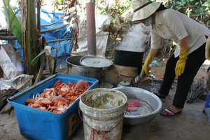 Boiling crabs before selling them to restaurants