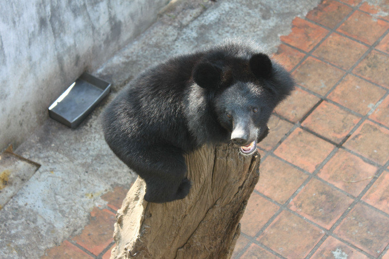 A bear at Yang Bay tourist park
