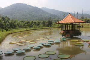 Lotus lake - Yang Bay park
