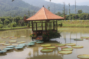 Lotus lake at Yang Bay tourist park