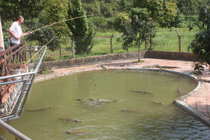 Crocodile fishing - Yang Bay park
