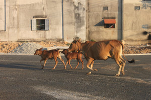 Oxen passing by a house in Long Hải city