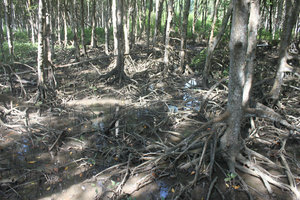 Mangrove trees in Rừng Sác guerilla base