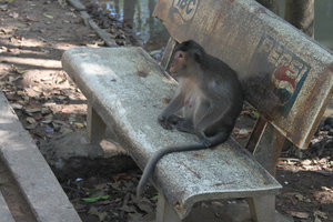 A monkey at Lâm Viên park
