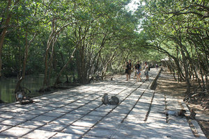 Monkeys at Lâm Viên park