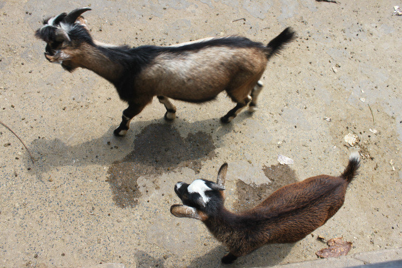 Goats at Thảo Cầm Viên zoo park