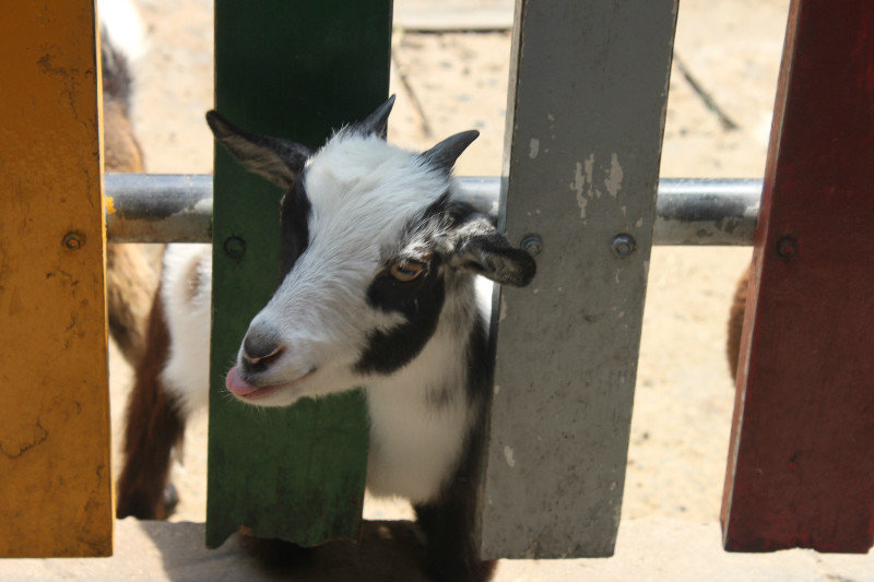 A goat at Thảo Cầm Viên zoo park