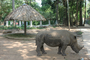 Rhino at Thảo Cầm Viên zoo park
