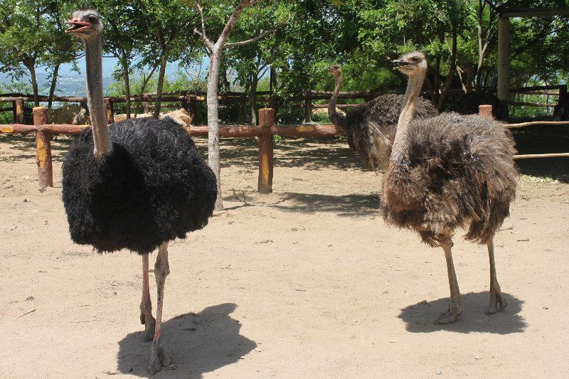 Ostrichs in Cloud Lake Park