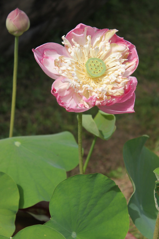 Flowers in Laos