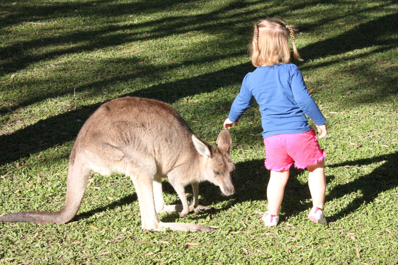 A kangaroo at Australia zoo